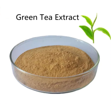 Beneficios de píldoras de polvo de extracto de té verde superior
