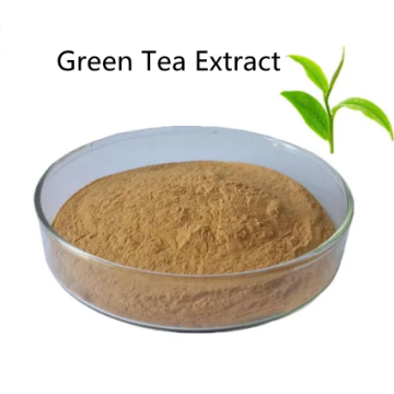 Top quality Green Tea Extract powder pills benefits