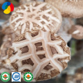 Top quality hard wood sawdust shiitake log