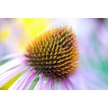 Echinacea Purpurea Extract Powder