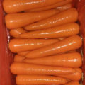 Good Harvest of Fresh Carrot