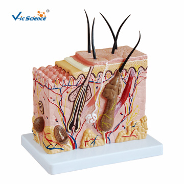 Medium Scale Skin Magnification Model