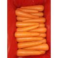 Export Standard Fresh Carrot