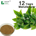 Pure Green tea extract Powder