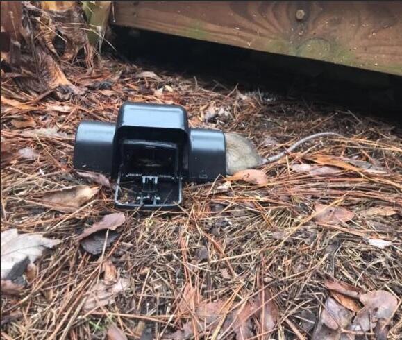 target rat trap