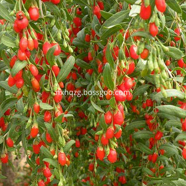 Organic Dried Goji Berry