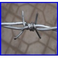 SGS electro galvanized barbed wire for sales