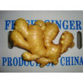 Top Quality Fresh Ginger