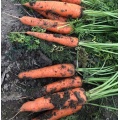 Red Carrots of Vegetables Exporting Field