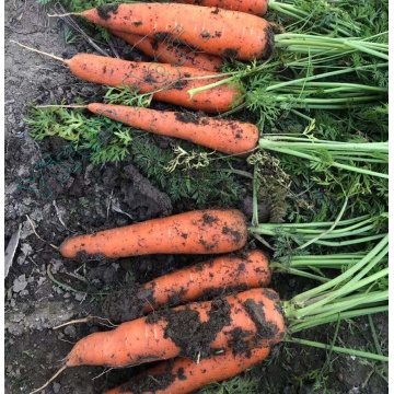 Red Carrots of Vegetables Exporting Field