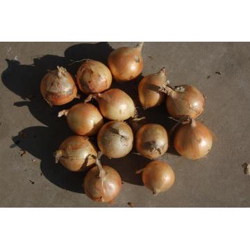 Export Good Quality Fresh Chinese Yellow Onion