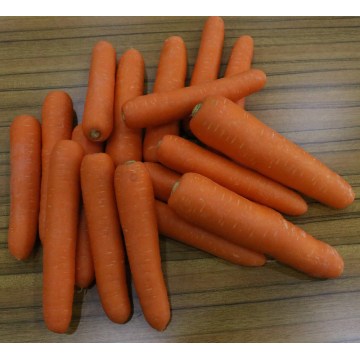 Frisches Gemüse Karton verpacken von frischen Karotten