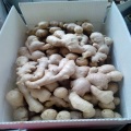 AIR DRIED GINGER WITH HIGH QUALITY