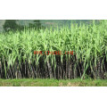 Chengdu Supply EDDHA-Te Fertilisant