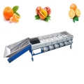 Citrus fruit sorting machine