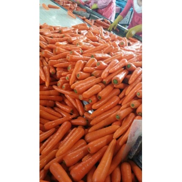 Good Vegetable Fresh Carrots