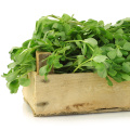 Hot selling Wholesale price Premium purslane of sale