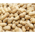 Natural Peanut Shell Extract 98% Luteolin