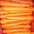 New Crop Fresh Red Carrot