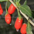 Medlar Lbp USDA Nof Organic Goji