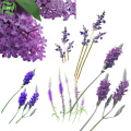 Etiqueta privada relax lavanda aceite esencial 100% puro.