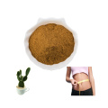 Cactus Extract 10: 1 Opuntia Ficus Indica Stem