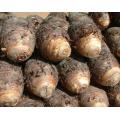 A Grade New Crop Taro for Sale