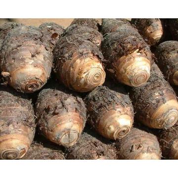 A Grade New Crop Taro for Sale