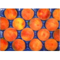 Thermoformed Perforated Blister Exported Fruit Packing Trays for Peach and Stone Fruit