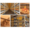 Automatic Chicken Cages for Broiler House