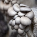 oyster mushroom spawn for oyster mushroom cultivation