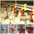 Full Set Environment Controlled Chicken Shed Machinery for Broiler