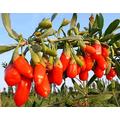 Extrato de Berry Goji, Extrato de Wolfberry Preto