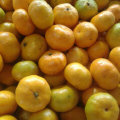 Good Quality of Fresh Sweet Baby Mandarin