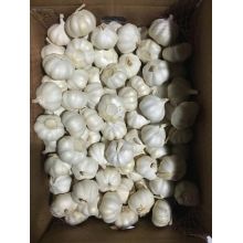 Grade a Pure White Garlic From China on Sale