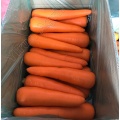 Red Carrots of Vegetables Exporting Field