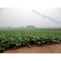 High Quality Fresh Vegetables Burdock