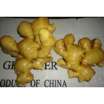 2016 New Harvesting Fresh Ginger