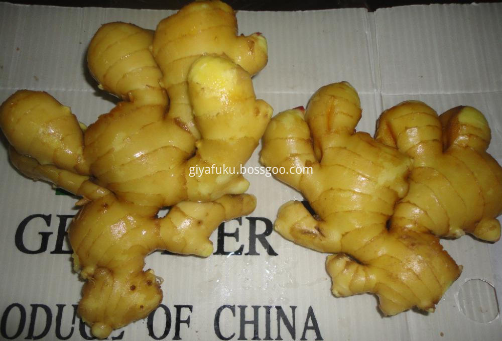 Shandong Fresh Ginger