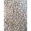 High quality white lentils