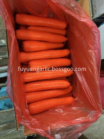 xiamen carrot 