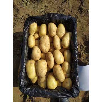 Fresh Potato New Crop