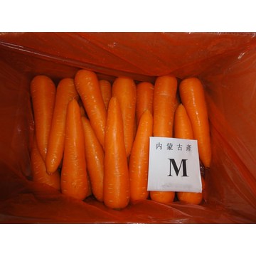 Cenoura fresca para venda