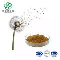 Free Sample Pure Natural Dandelion Root Extract Powder