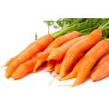 Export Standard Fresh Carrot