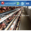 South Africa Best Price Automatic Layer Chicken Cage for Sale