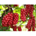 Schisandra chinensis PE 0,5% HPLC