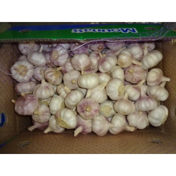 2020 New Sason Normal White Garlic