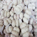 New Crop Best Price for Garlic Factory Price