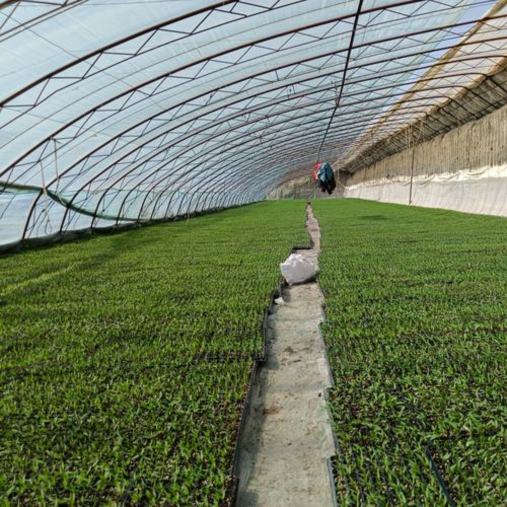 Single Greenhouse for Flower Planting Single Greenhouse for Flower Planting